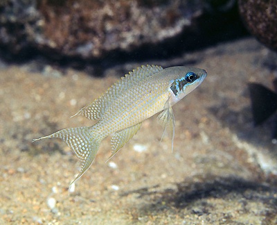 Neolamprologus brichardi 'Ulwile Island'